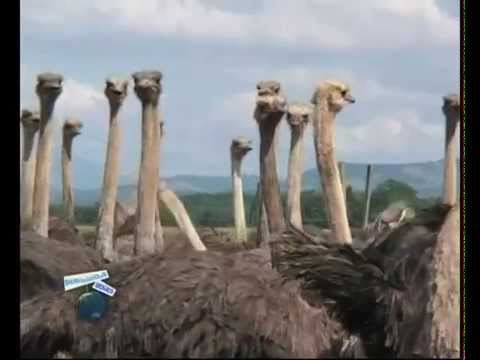 Un œuf à la coque d'1 kilo et demi à Sardieu, Isère (38)