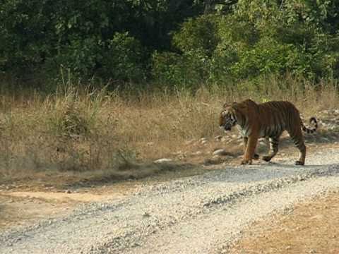 Tiger seen by Jalpesh Raj and team @ JimCorbet National park