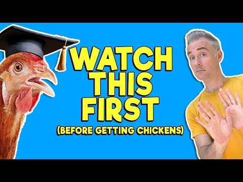 20 Chicken Secrets Every Beginner Should Know
