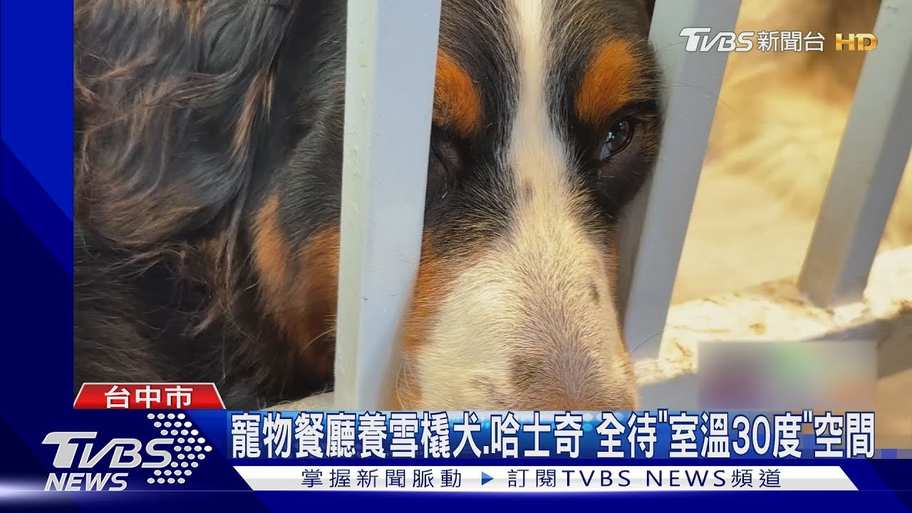 寵物餐廳養雪橇犬、哈士奇全待「室溫30度」空間