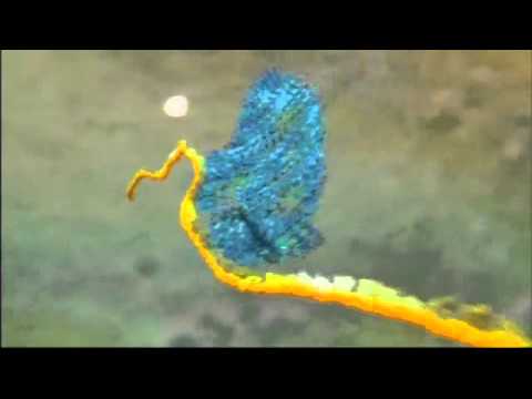 Sintese de Proteinas