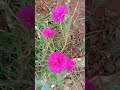 Phoolon Sa Chehra Tera Anari Status Statusvideo