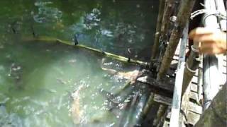 preview picture of video 'Giant Catfish Farm, Ao Nang, Krabi, Thailand'