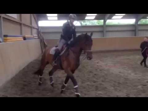 4 jährige Trakehner Stute von Impetus