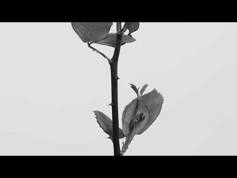 Video thumbnail for Oh Amore