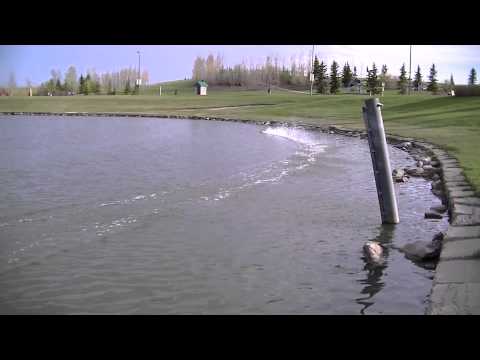 Mini mono's , Miss Geico ,The Destroyer at Elliston lake .