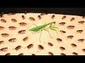 1000 COCKROACHES VS MANTIS. AWESOME!
