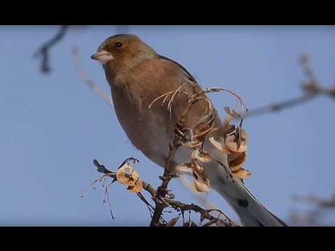Ptice Hrvatske - Zeba, mužjak (Fringilla coelebs) (Birds of Croatia - Chaffinch, male) (6/8)