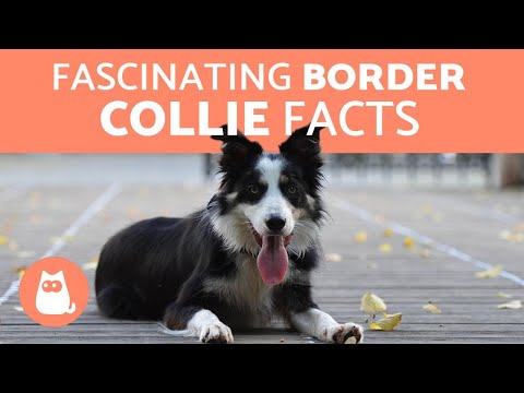 10 Fascinating Facts About the Border Collie