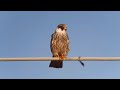 Red - footed falcon (Falco vespertinus). Juvenile eats a prey.