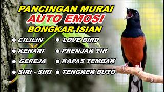 Download lagu 🔴 LIVE 07 - Pancingan Murai Batu Full Isian Tembakan Kasar cocok buat Murai malas bunyi mp3