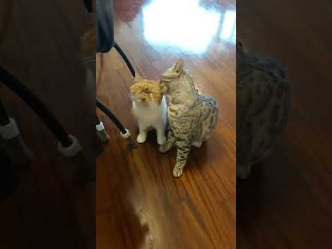Oh...my itchy ears🤣 | Bengal cat is leaking her sister exotic flat face cat #shorts #cute