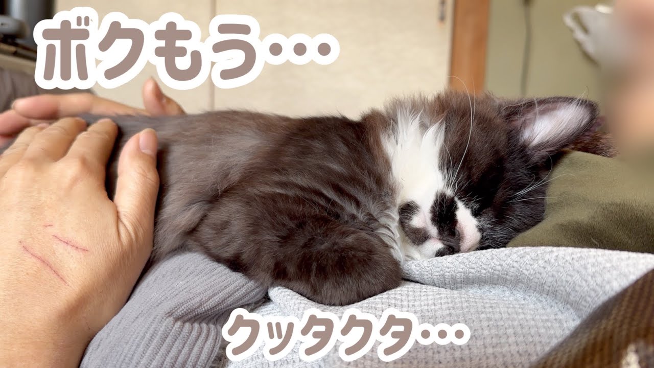 子猫を病院に連れて行ったら疲れ果ててパパの抱っこで寝落ちてしまいました