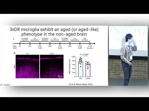 Microglia and Neuroinflammation | Talk from Bo Peng