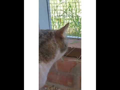 Crystal the Pet Nanny. LLC video.