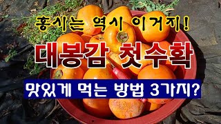 [텃밭농부 2,100]  홍시는 역시 이거지. 대봉감 첫수확. 감 홍시 맛있게 먹는 방법 3가지 방법! #대…