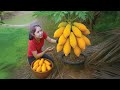 Harvesting GIANT Golden Papayas Sweet Juicy Ripe Fruits Picked Fresh From The Orchard