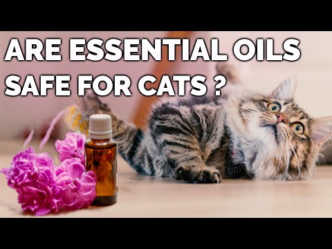 Are Essential Oils Safe For Cats ? | Safe Essential Oils For Cats