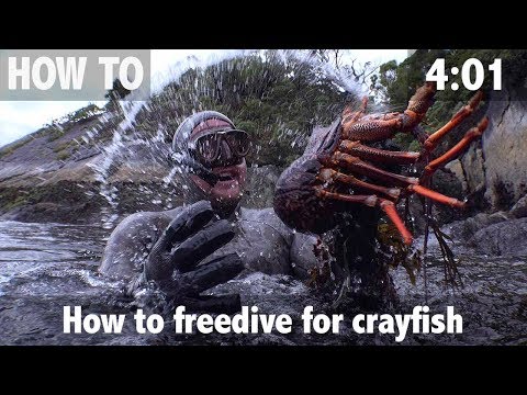 How to Freedive for Crayfish