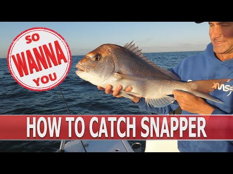 How to catch snapper