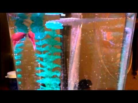 My new betta fish and his tank