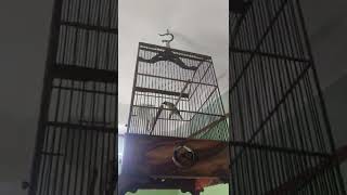 Download lagu Pancingan cucak ijo Jember respon siulan! full kapas tembak!! mp3