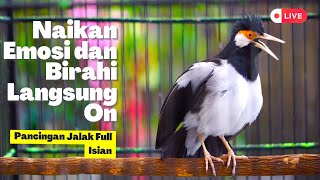Download lagu Masteran Jalak Suren Gacor Mewah! Untuk Menaikan Emosi dan Birahi Jalak Biar Cepat Bongkar Isian mp3 Download lagu Masteran Jalak Suren Gacor Mewah! Untuk Menaikan Emosi dan Birahi Jalak Biar Cepat Bongkar Isian mp3