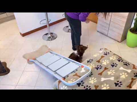 Dog Galaxy - Mobility fatta in casa!