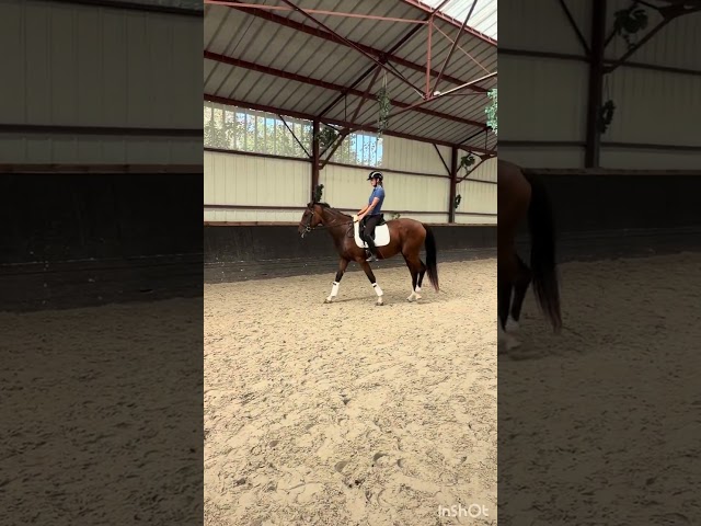 Mare Origin Recorded For sale 2023 Bay