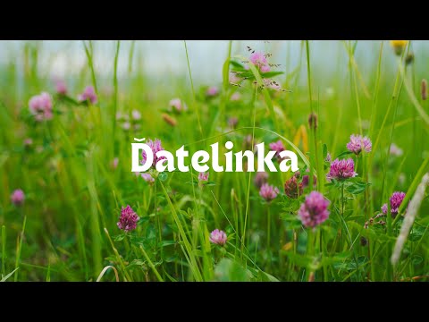 Helizušik - Ďatelinka