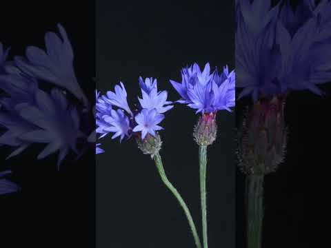 Time lapse bloom