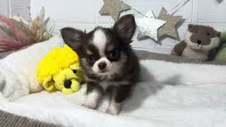 チワワ（ロング）の動画01