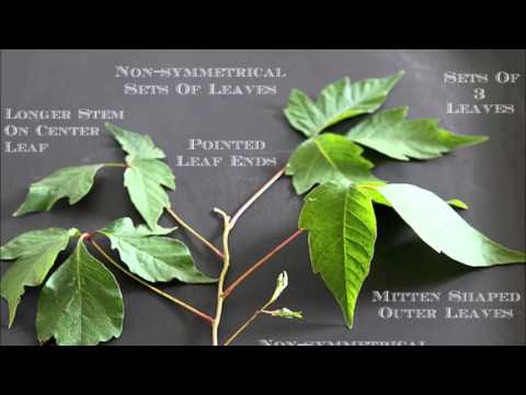 Hello Muddah, Hello Faddah (A Letter From Camp)