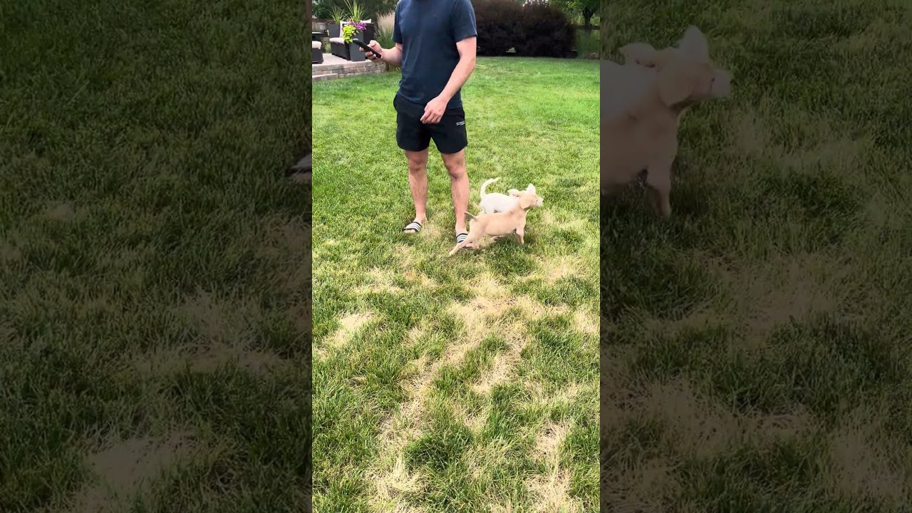 Enlarge Marvin, a ADOPTABLE mixed breed in Fort Collins, CO video 3/4