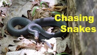 Chasing Blue Racer Snakes- They climb trees?
