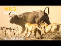 Lions Vs Buffalo The Journey To Resist The Apex Predators Animal Documentary