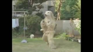 [YTP] - Panchi Dog Is An Over Dramatic Attention Whore