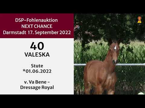 40 Va Bene Dressage Royal