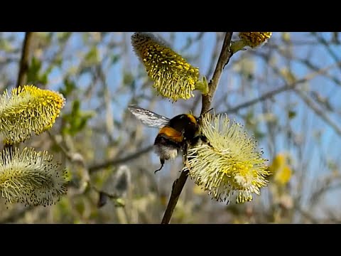 BumbleBee | 20220319