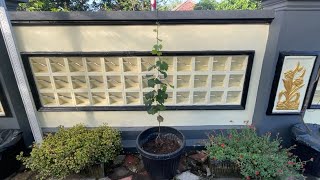 Hasil tanam 7 HSP anggur import #anggurdirumah #berkebun #berkebun #tabulanpot 