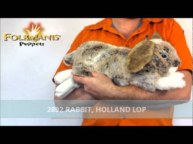 Video Teaser für 2892 Folkmanis Rabbit, Holland Lop