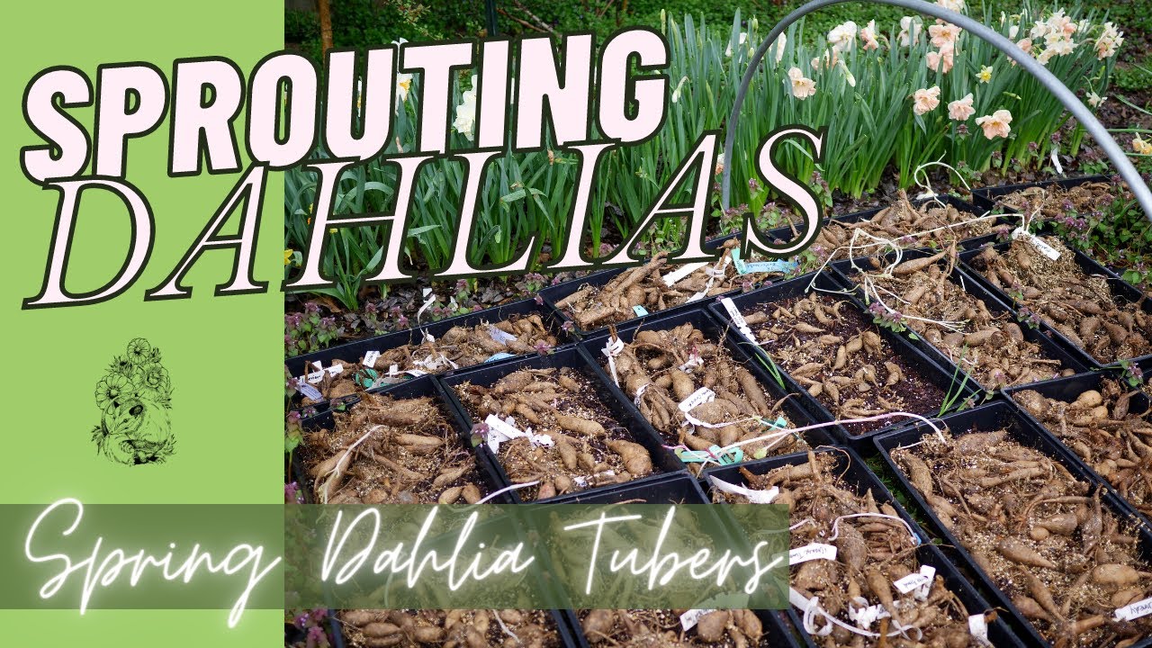 Pre Sprouting Dahlia Tubers Before Planting: Pre-Sprouting Dahlias for Cut Flowers