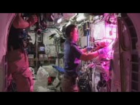 Astronauts eat first space-grown lettuce