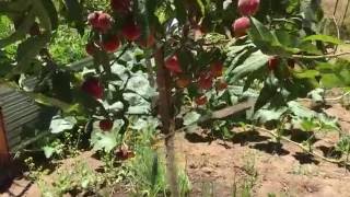 How to Protect your fruit from animals eating it. Protecting fruit trees.