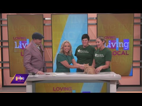 Paws for a Cause | Henry County Humane Society - YouTube