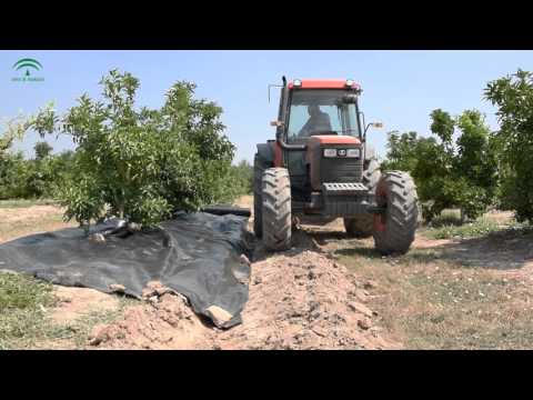 Fotograma del vídeo: Uso de acolchado de malla en citricultura