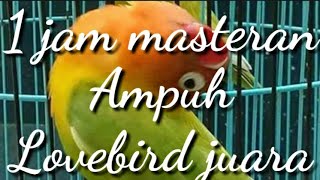 Download lagu 1 jam full masteran uh suara jernih lovebird juara... mp3