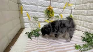 ハーフ犬の動画01