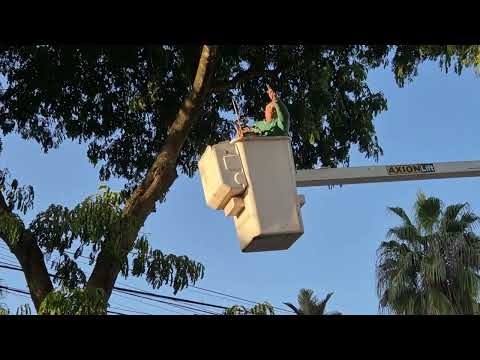 OPERATIVO DE PODA FRENCH