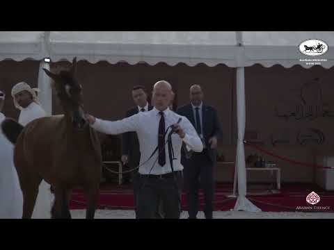 N 75 AMS SHAHEEN   Bahrain Breeders Show 2022   Colts 2 Years Old Class 9